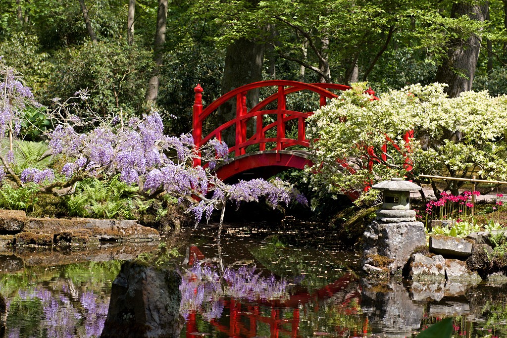 Japanse tuin belgie hasselt koivissen gele Iris ensata koi Cyprinus carpio lente bloesem kersenbloesem voorjaar